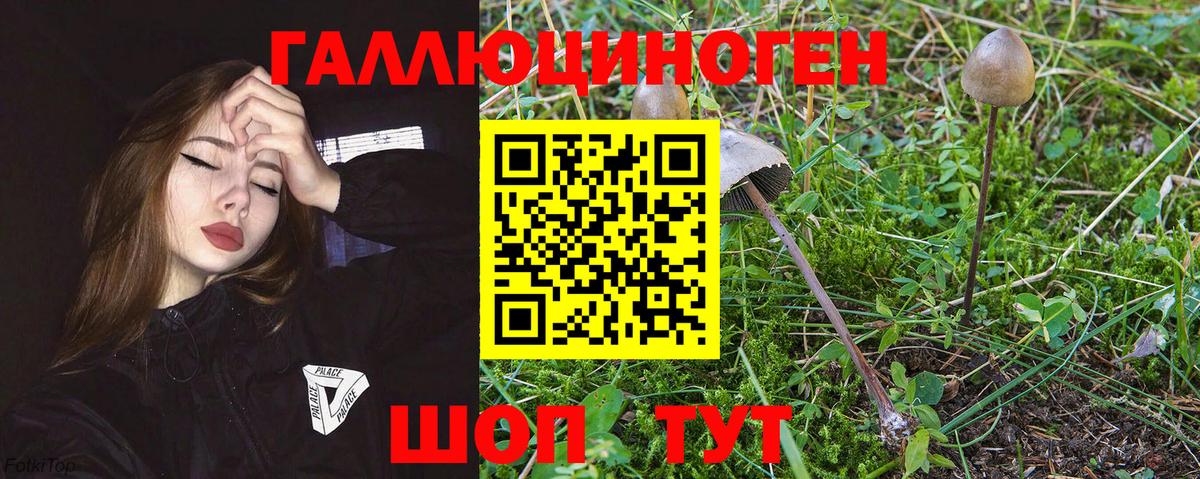 Псилоцибиновые грибы Psilocybe  Вход с VPN  Усть-Джегута 
